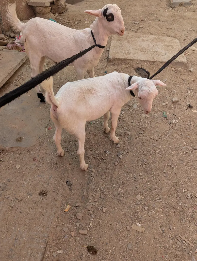 Gulabi Teddy Male — photo 2