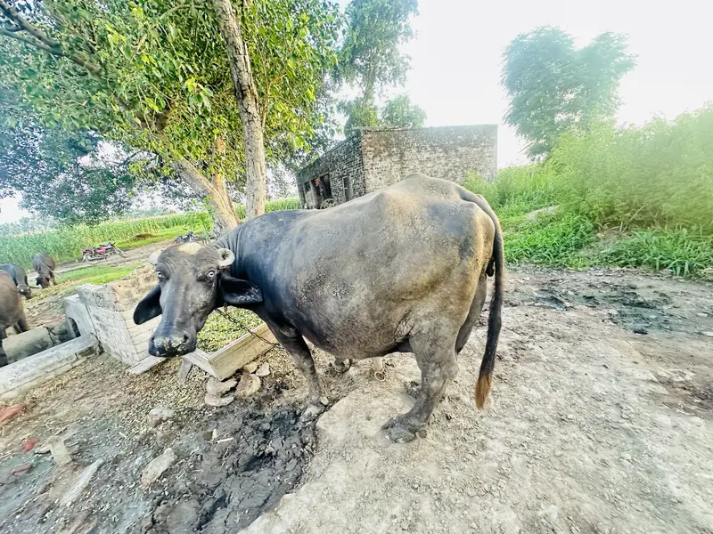 Beanse 5 sowa soni ey hon — photo 3