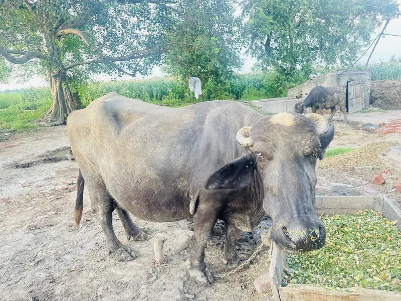 Beanse 5 sowa soni ey hon — photo 4