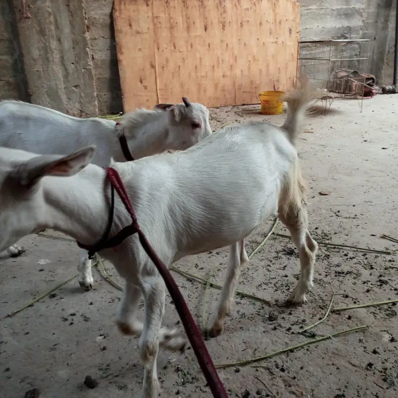 burbury bakre — photo 5