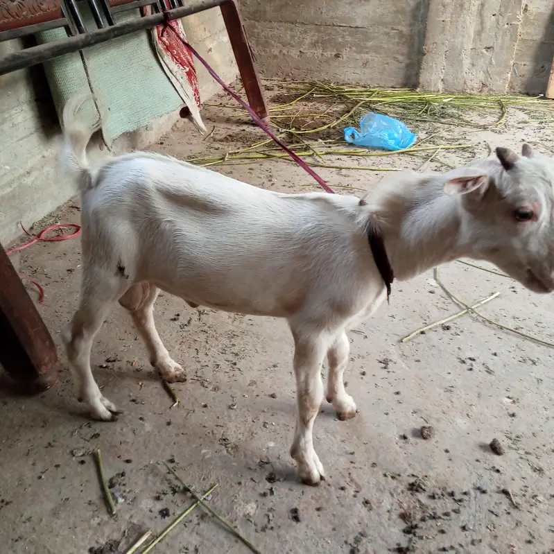 burbury bakre — photo 6