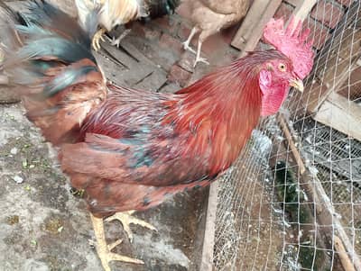 dasi murga sale full healthy and active