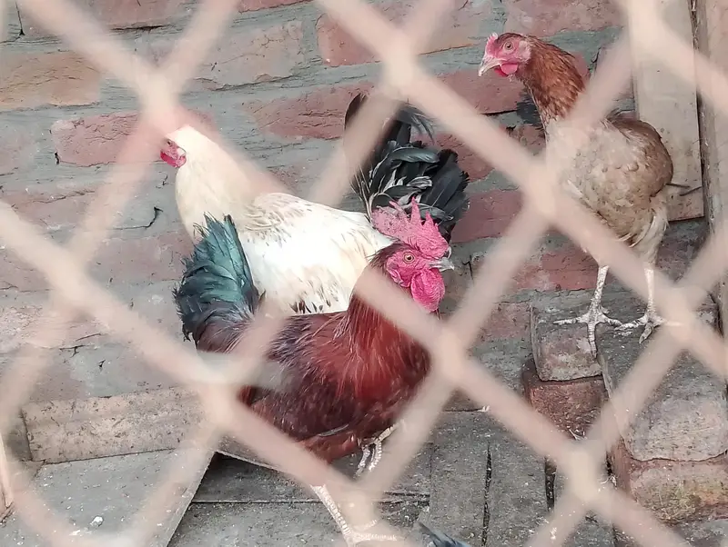 dasi murga sale full healthy and active — photo 2