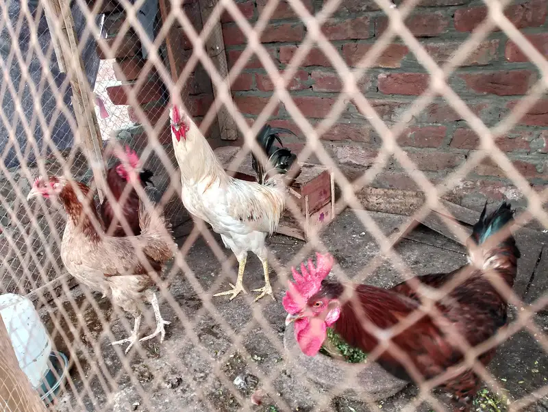 dasi murga sale full healthy and active — photo 3