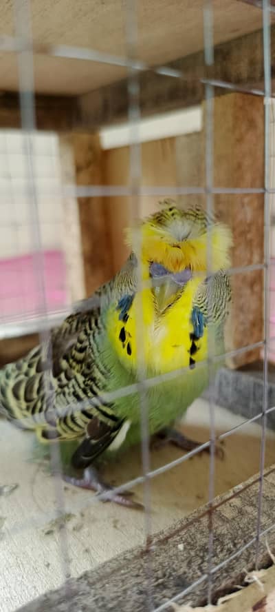 Backfrill exi size breeder male