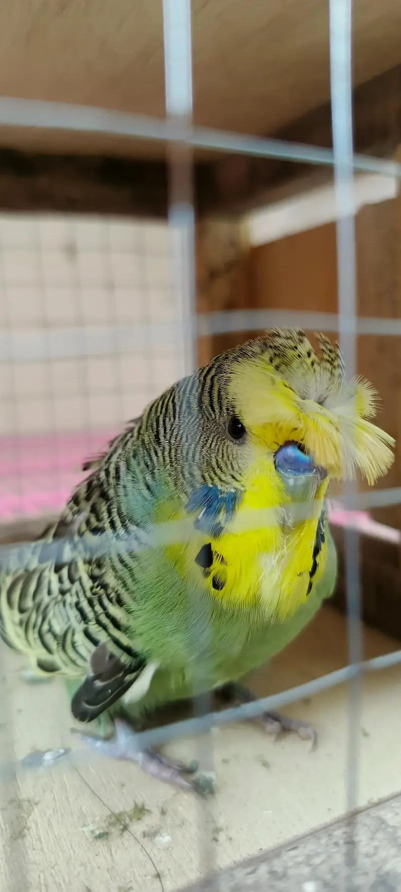 Backfrill exi size breeder male — photo 3