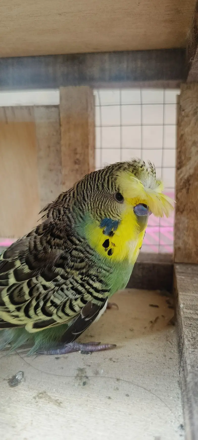 Backfrill exi size breeder male — photo 4
