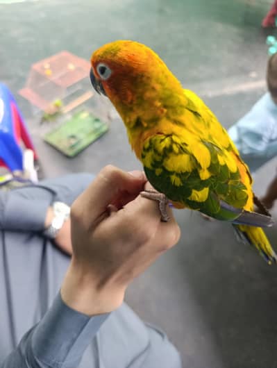  Beautiful Hand-Tame Sun Conure Parrot – Healthy & Active
