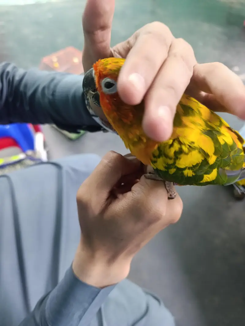 Beautiful Hand-Tame Sun Conure Parrot – Healthy & Active — photo 2