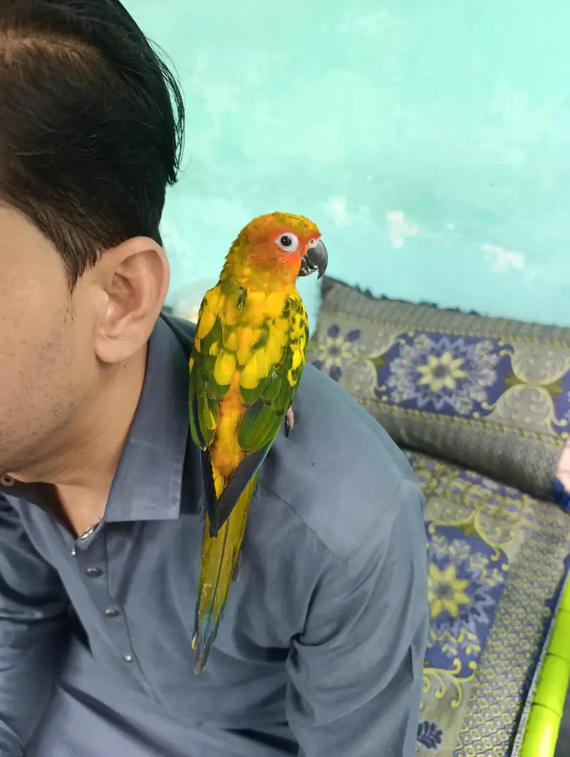  Beautiful Hand-Tame Sun Conure Parrot – Healthy & Active — photo 3