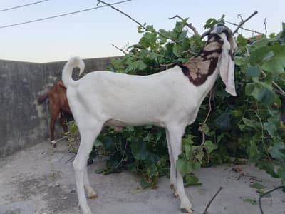 health active goats