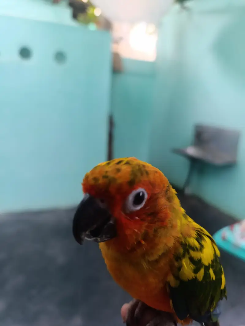  Beautiful Hand-Tame Sun Conure Parrot – Healthy & Active — photo 4
