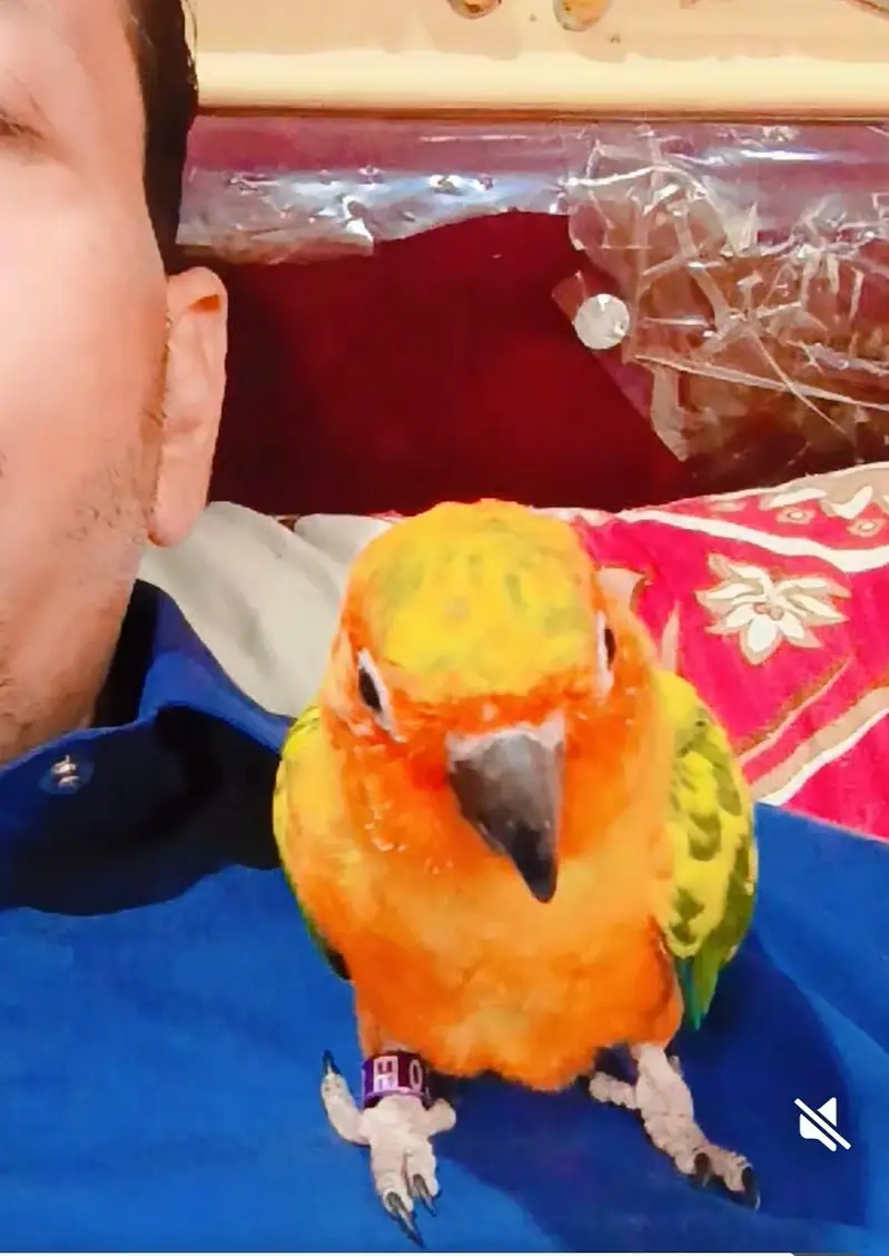  Beautiful Hand-Tame Sun Conure Parrot – Healthy & Active — photo 5
