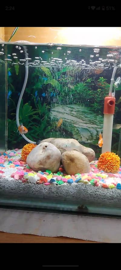 only fish tank