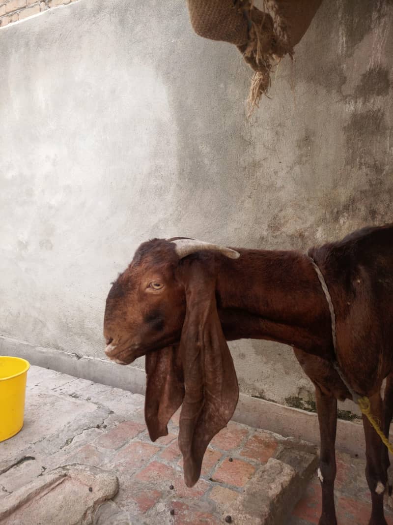 goats 1