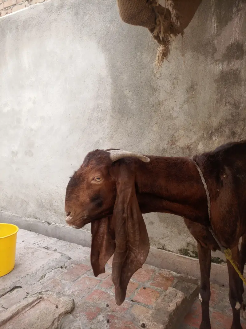 goats — photo 2