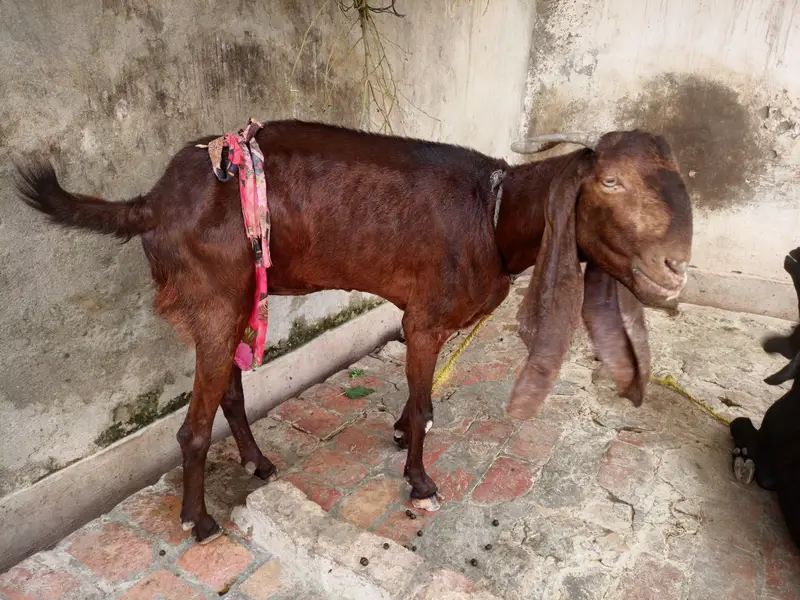 goats — photo 3