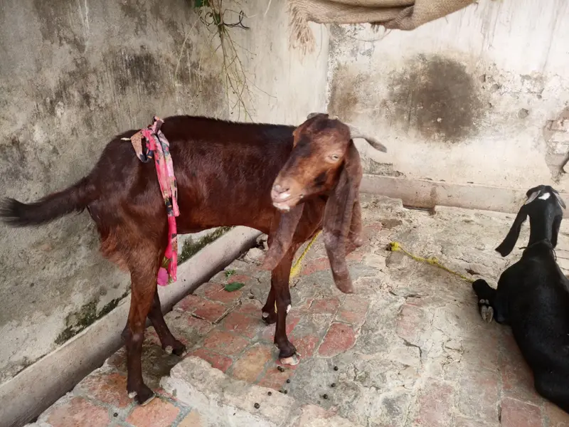 goats — photo 4