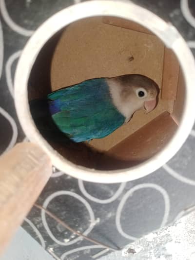 love birds