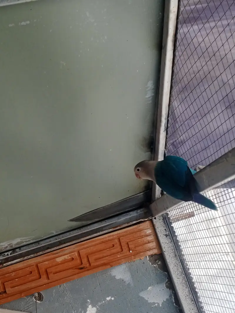 love birds — photo 3