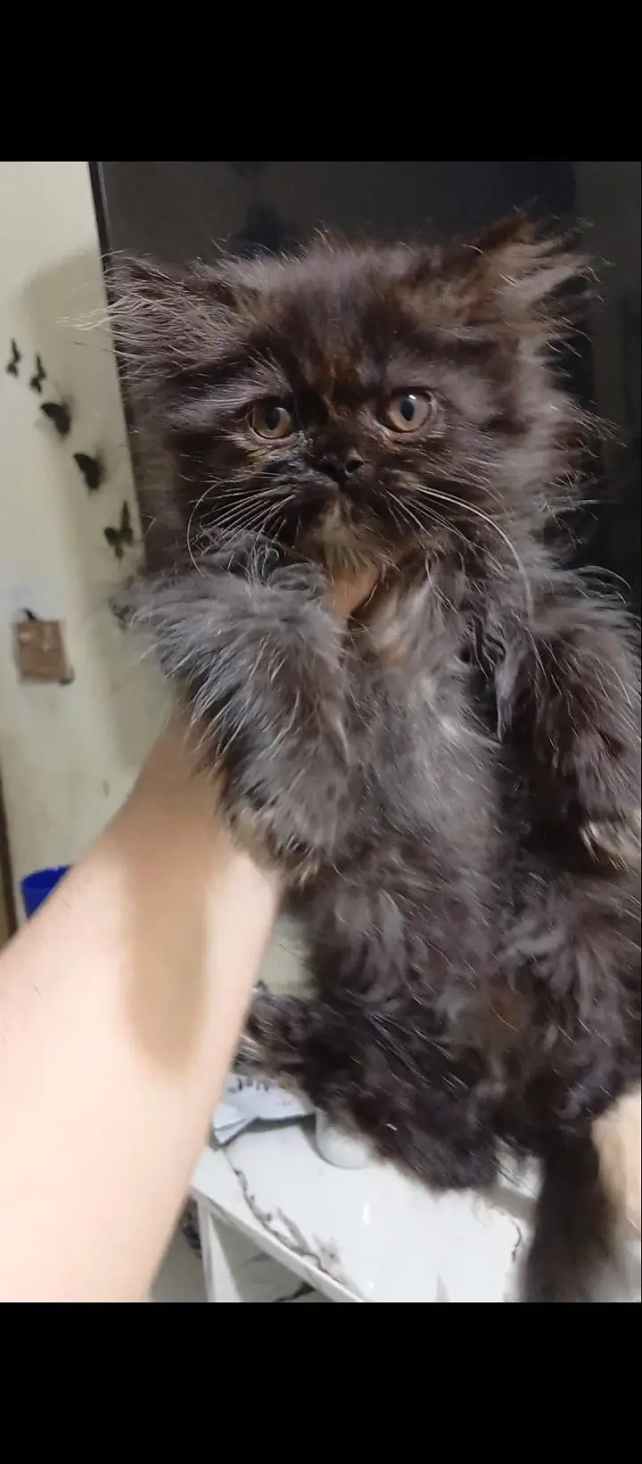 pure Persian good triple coat quality black kittens for sale — photo 5