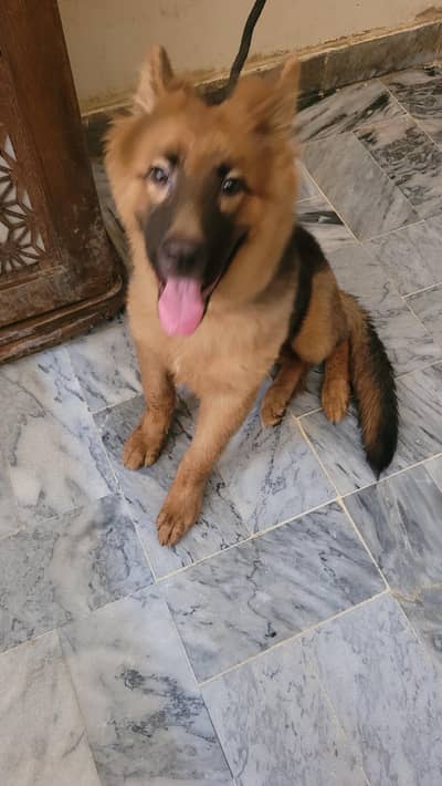 German shepherd 5 months old female  for sale