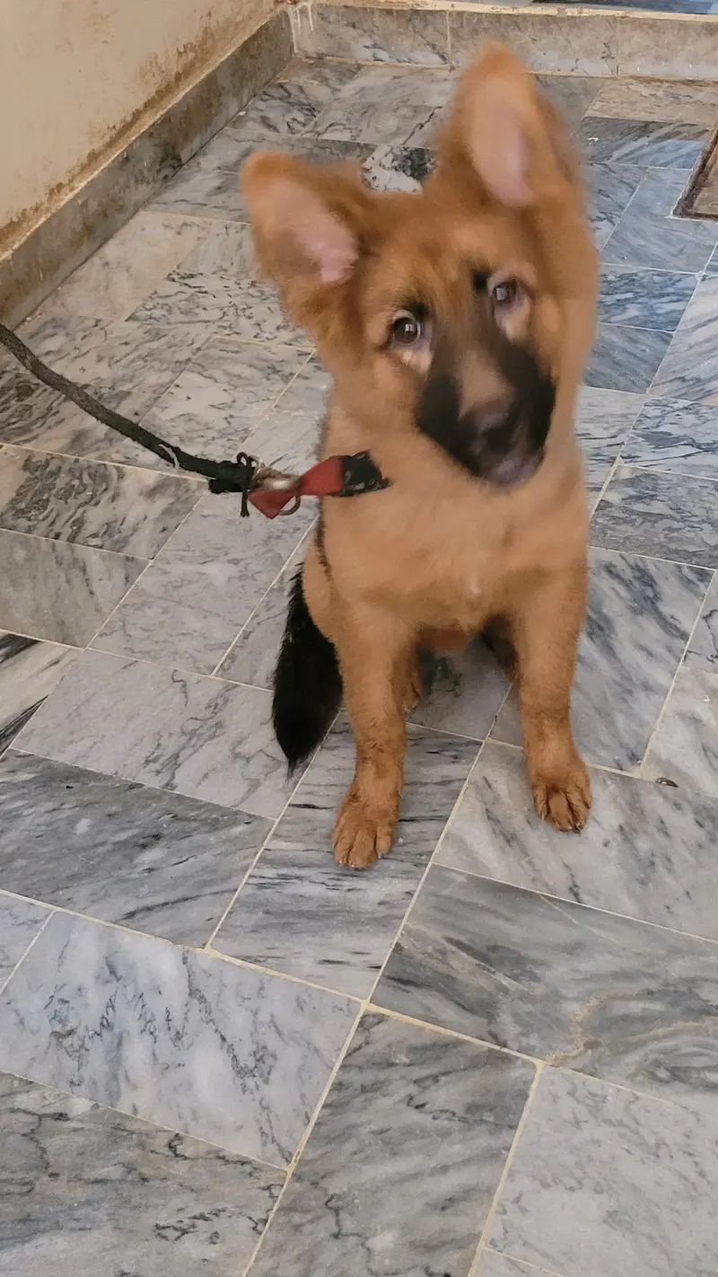 German shepherd 5 months old female  for sale — photo 2