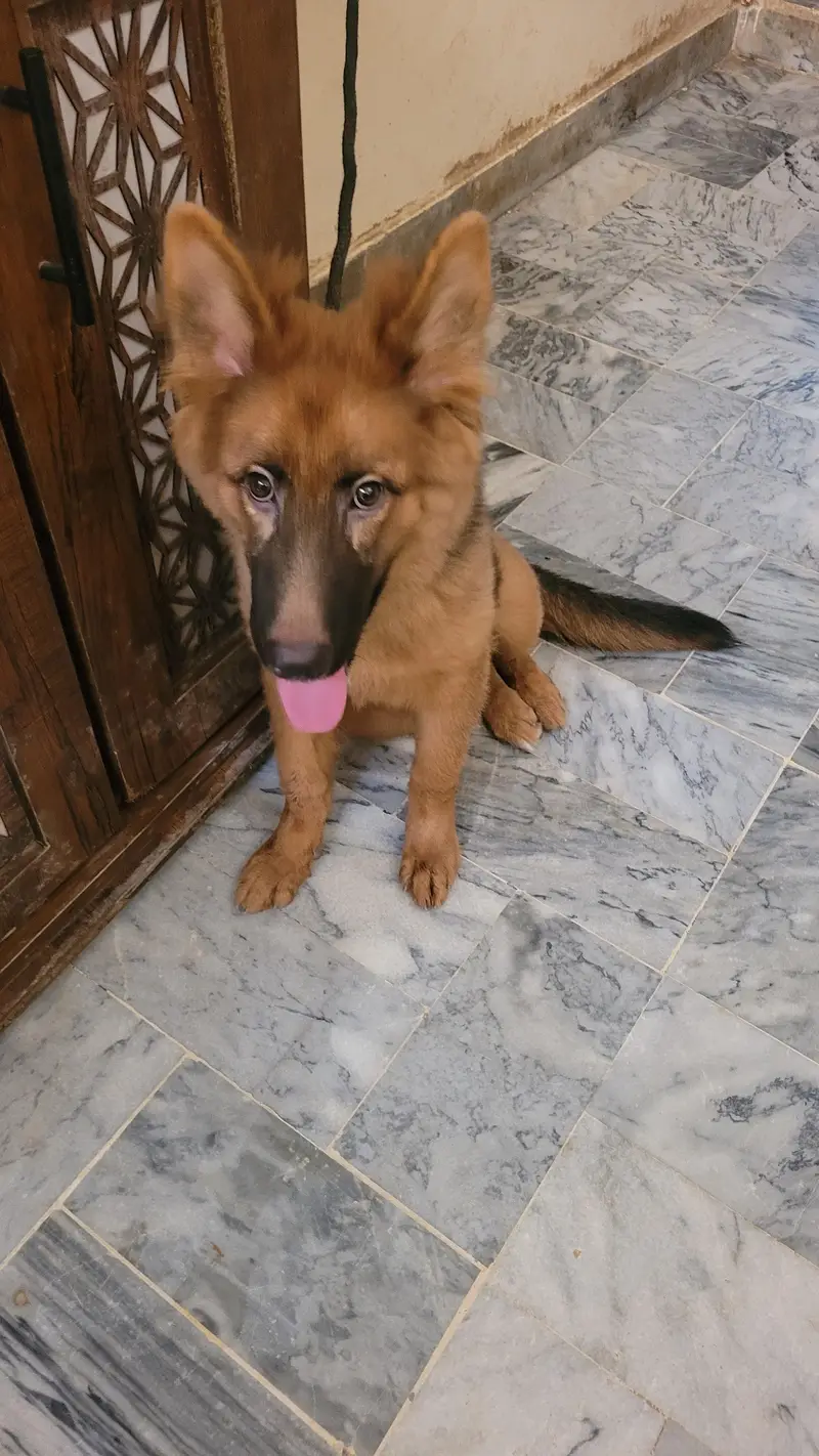 German shepherd 5 months old female  for sale — photo 3