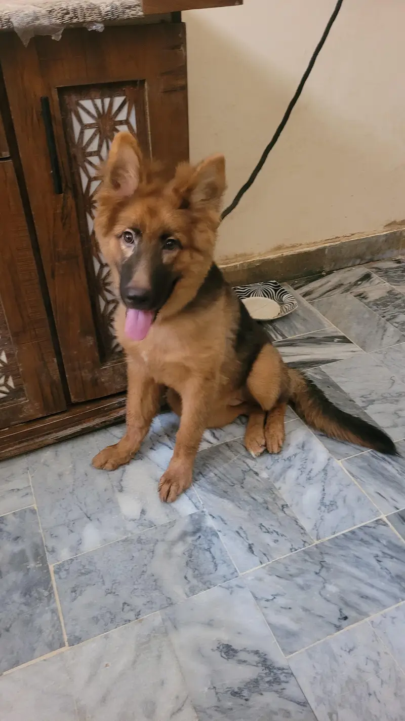 German shepherd 5 months old female  for sale — photo 4