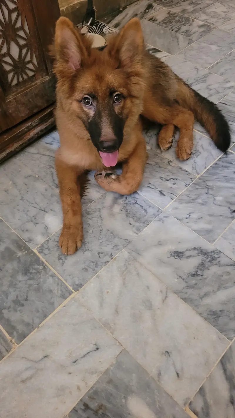 German shepherd 5 months old female  for sale — photo 5