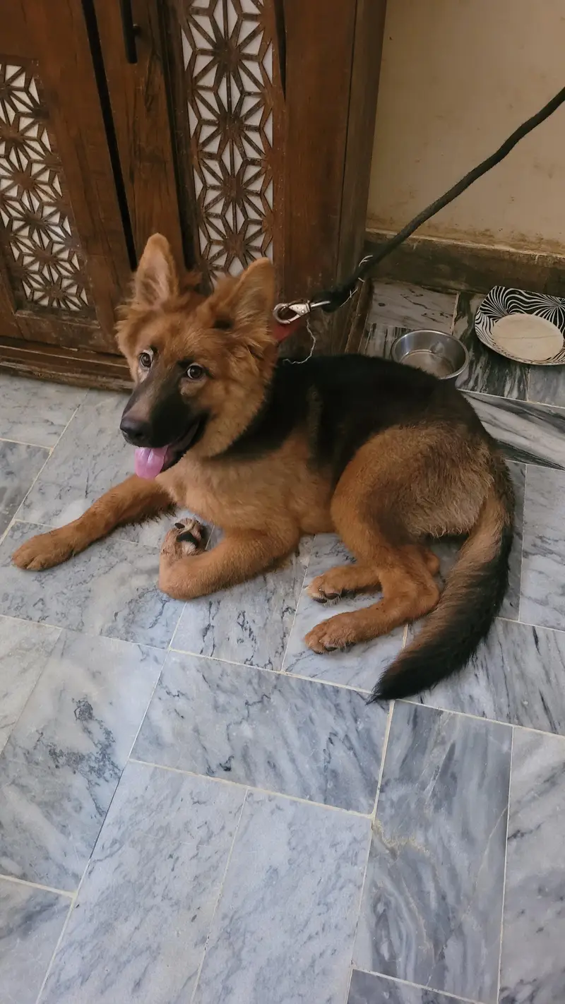 German shepherd 5 months old female  for sale — photo 6