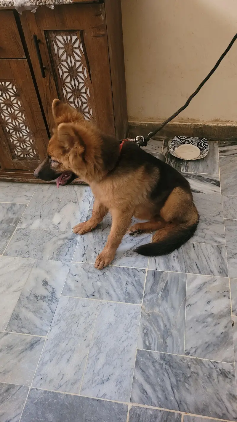 German shepherd 5 months old female  for sale — photo 7