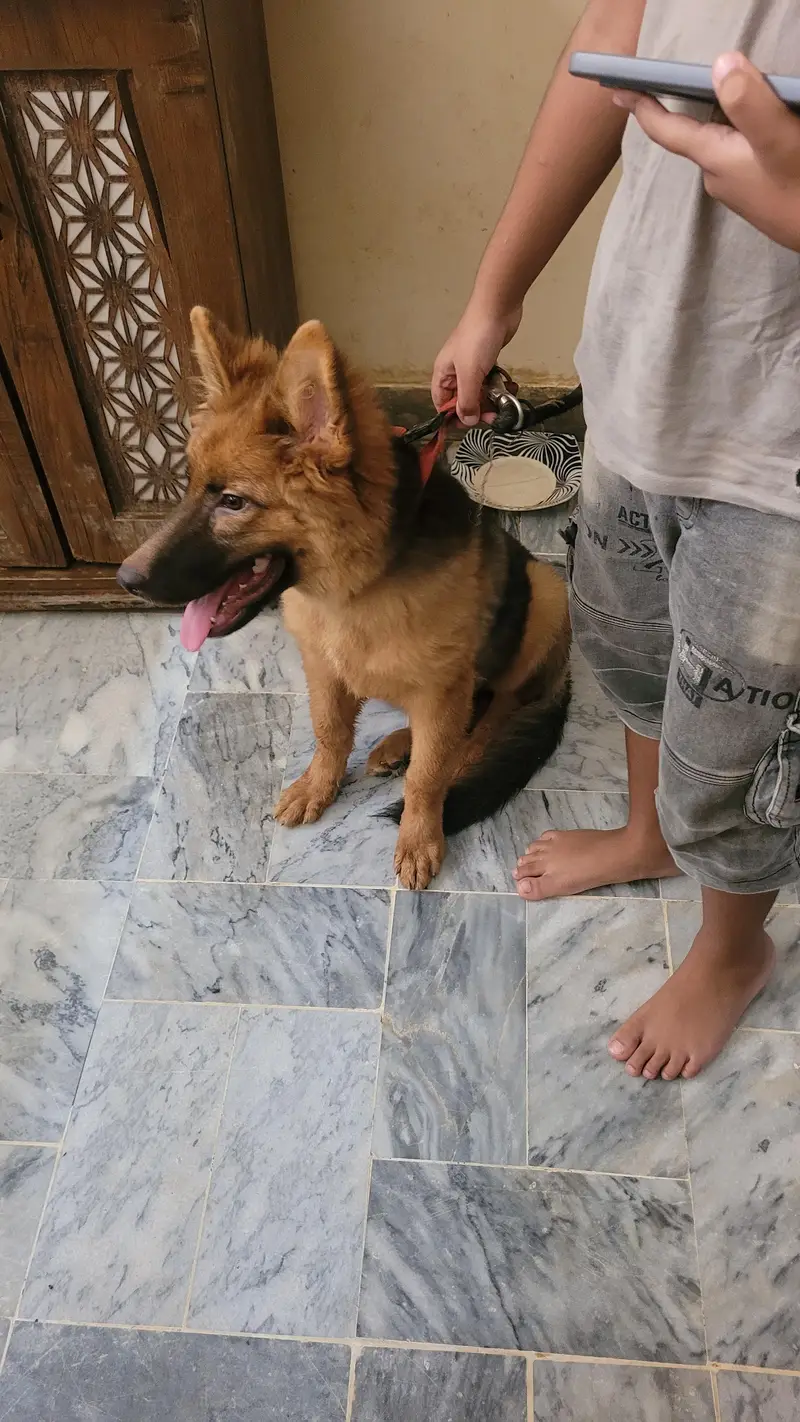 German shepherd 5 months old female  for sale — photo 8