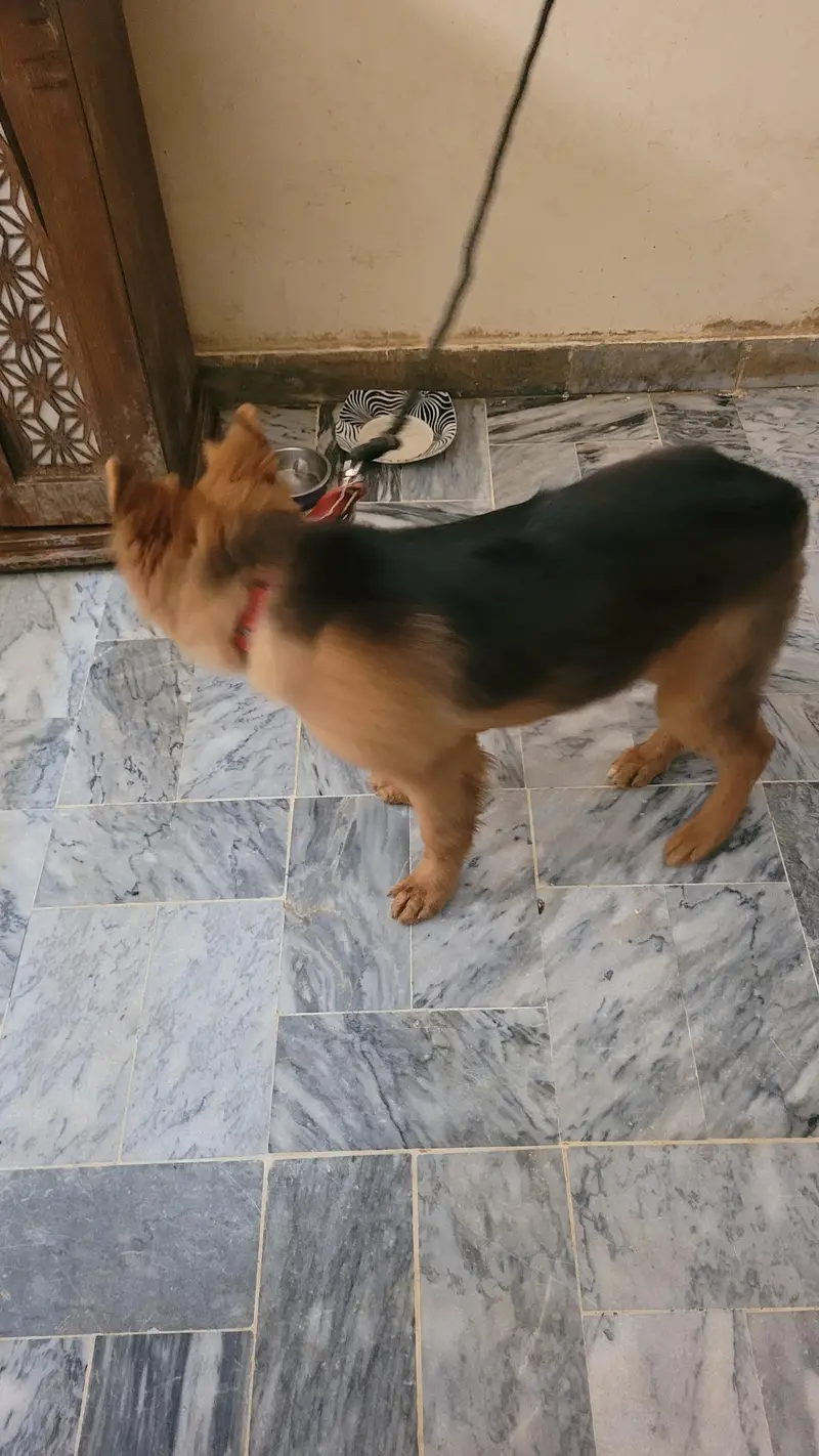 German shepherd 5 months old female  for sale — photo 9