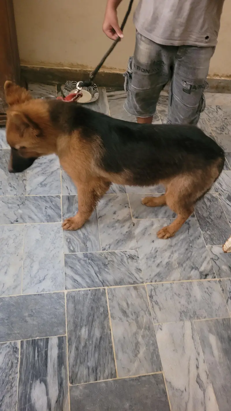 German shepherd 5 months old female  for sale — photo 10