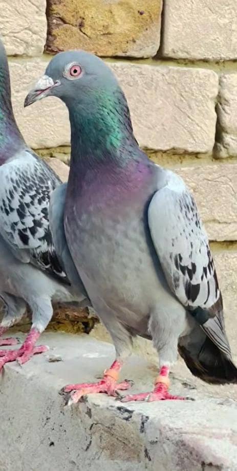 Pigeon 0