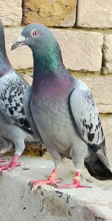 Pigeon