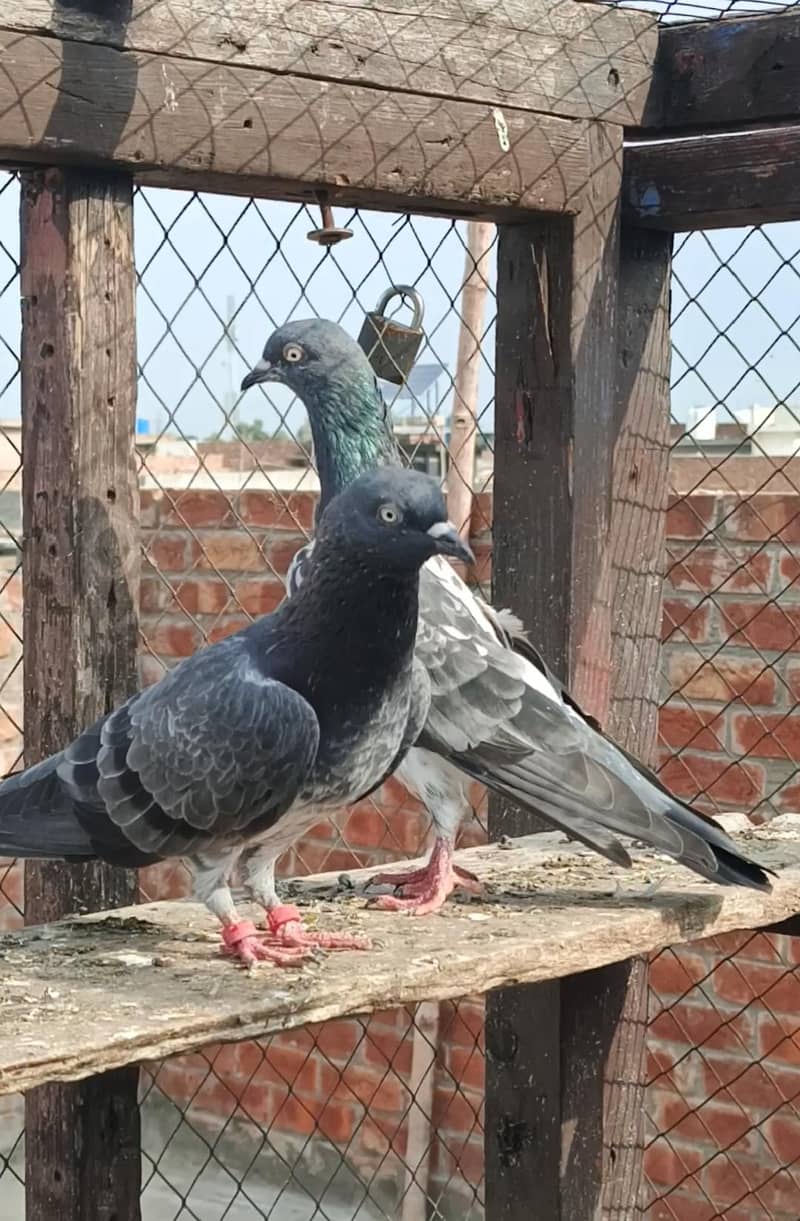 **Teady Pigeons Pair Available for Sale** 2