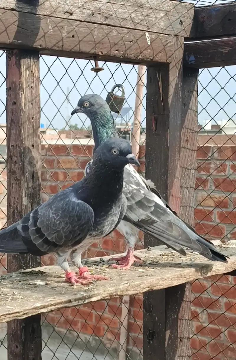 **Teady Pigeons Pair Available for Sale** — photo 3