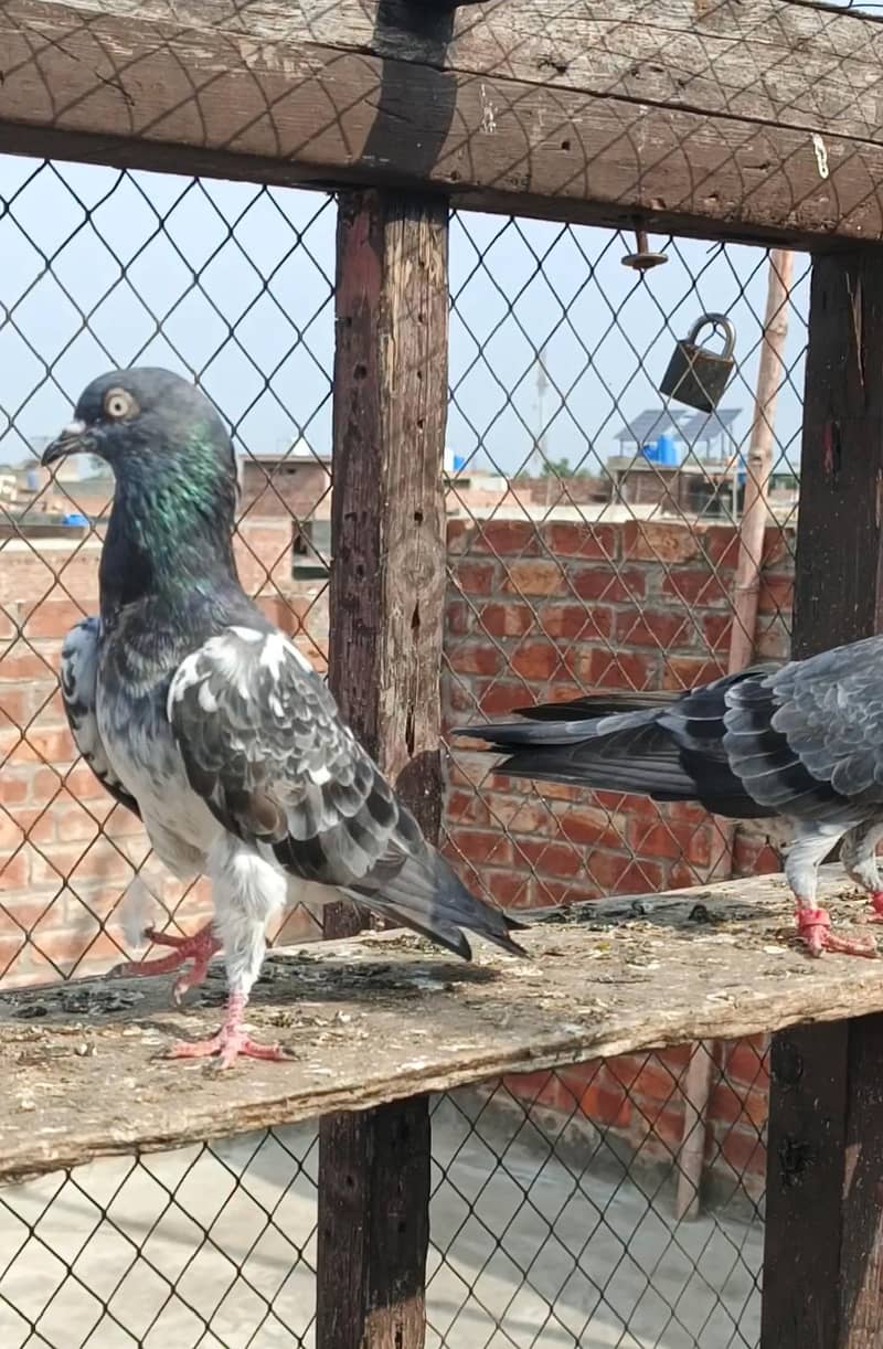 **Teady Pigeons Pair Available for Sale** 3