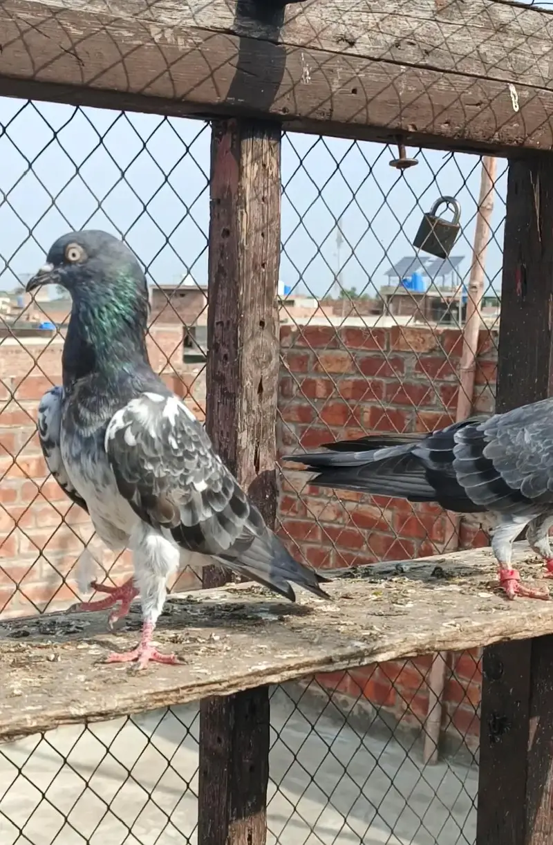 **Teady Pigeons Pair Available for Sale** — photo 4