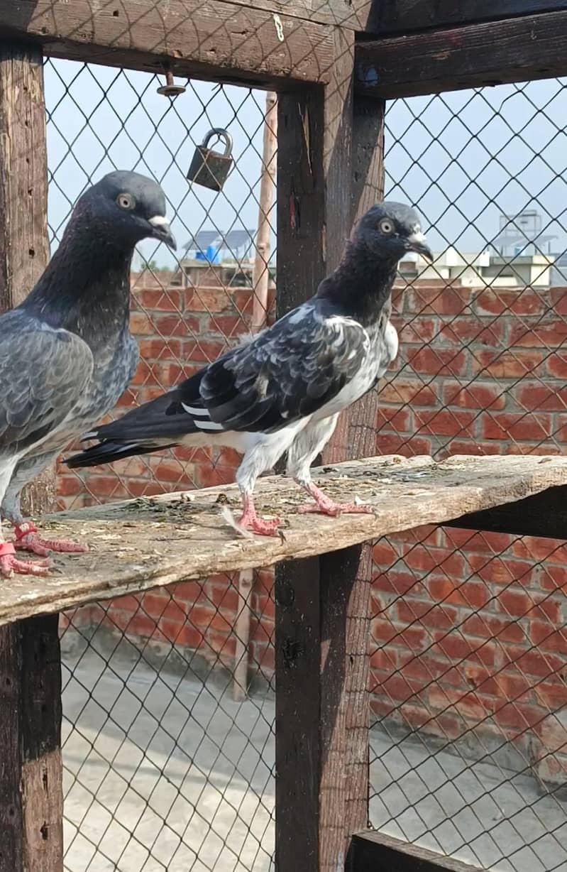 **Teady Pigeons Pair Available for Sale** 4