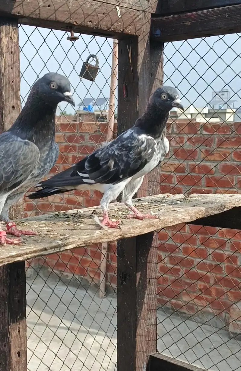 **Teady Pigeons Pair Available for Sale** — photo 5