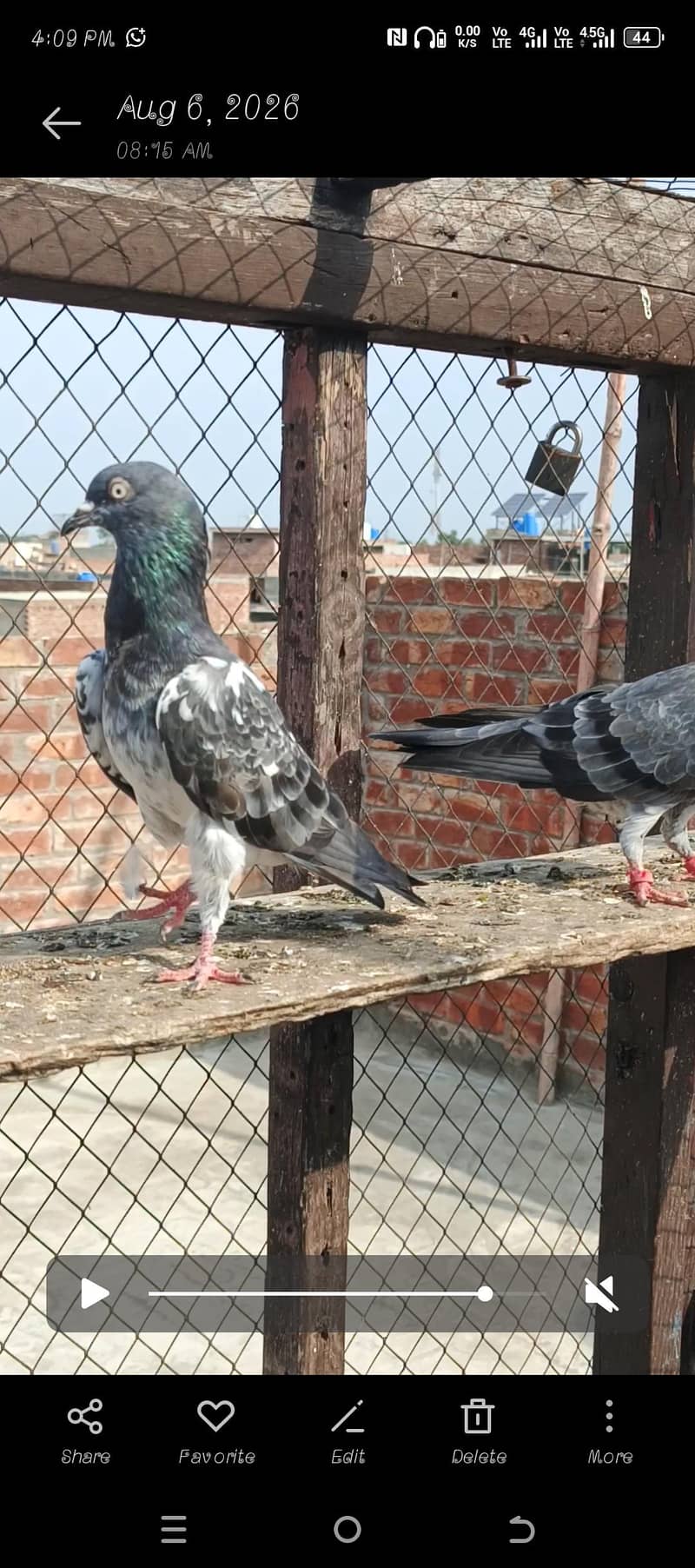 **Teady Pigeons Pair Available for Sale** 5