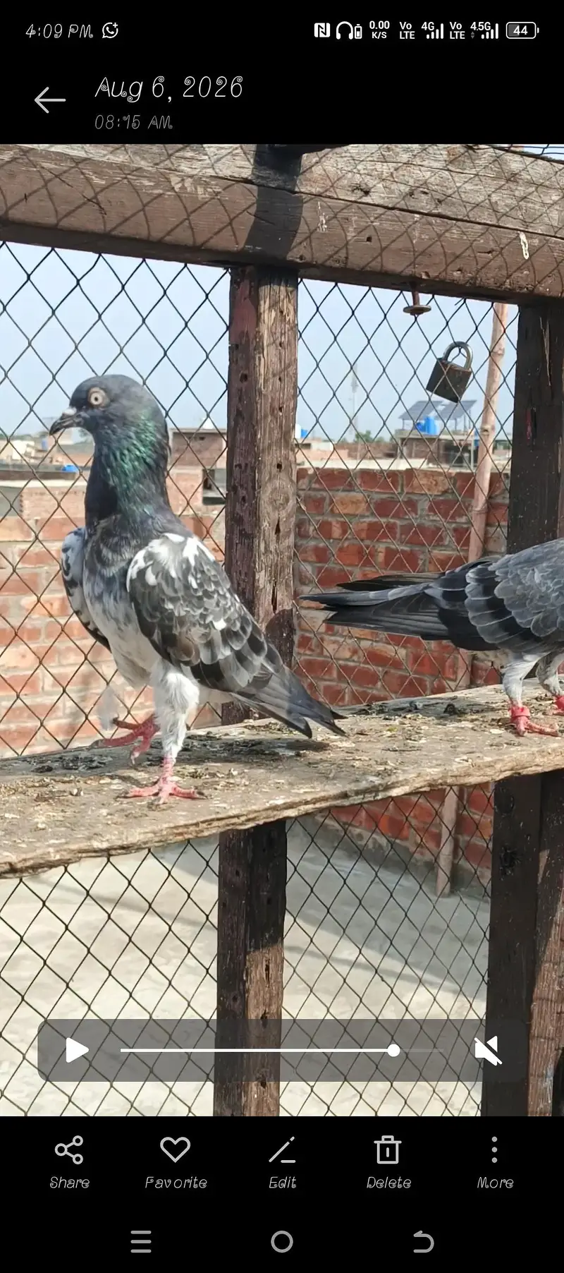 **Teady Pigeons Pair Available for Sale** — photo 6