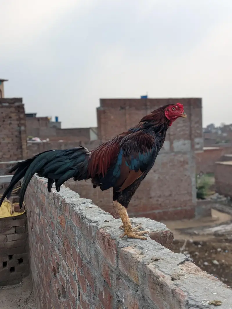 Aseel Murga — photo 3