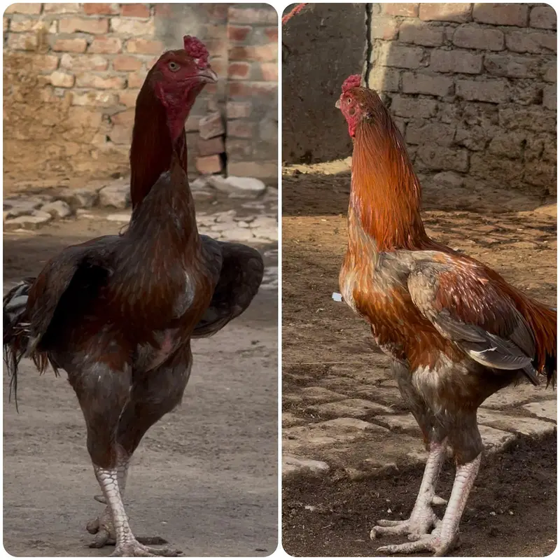 Aseel murga and murgi sale — photo 3