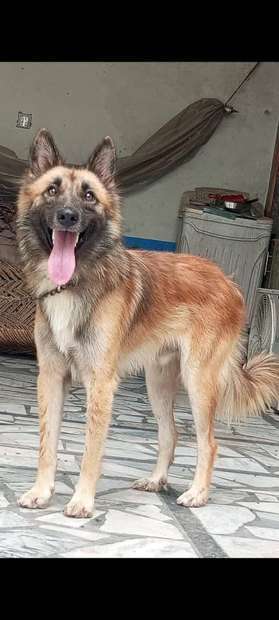 Pure bhagyary male age 10 month sequrty dogs for sale