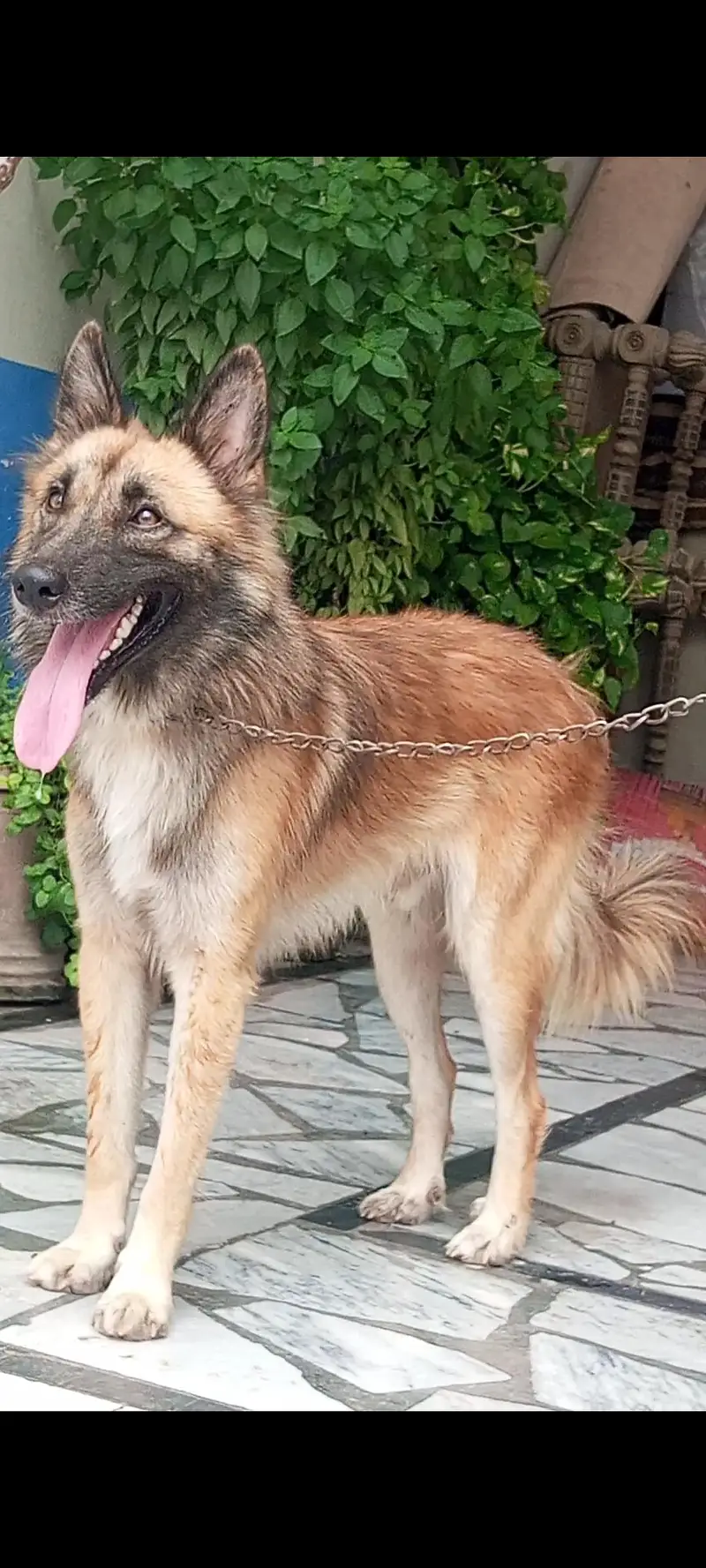 Pure bhagyary male age 10 month sequrty dogs for sale — photo 2