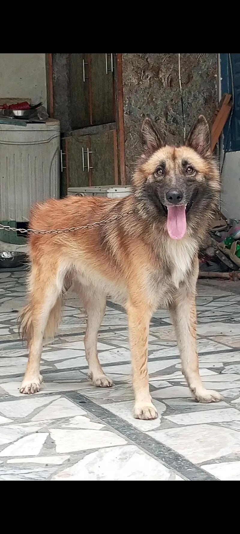 Pure bhagyary male age 10 month sequrty dogs for sale — photo 3